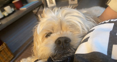 dog sleeping with her nose sticking out